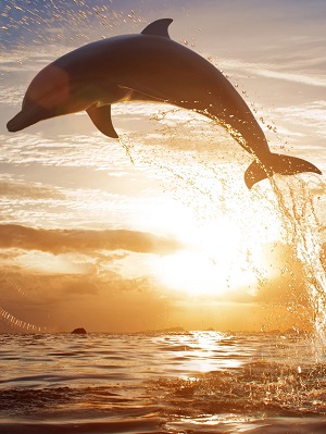 Bali Paradise Island - 10 DAYS