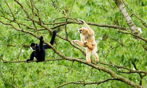 Full Day - Bach Ma National Park